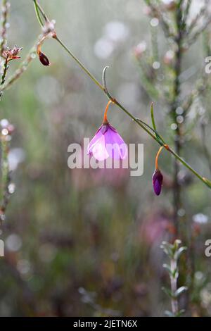 Zarte hängende Blüten der australischen Black Eyed Susan, Tetratheca shiressii, Familie Elaeocarpaceae, die in der Sydney Heide wächst Stockfoto