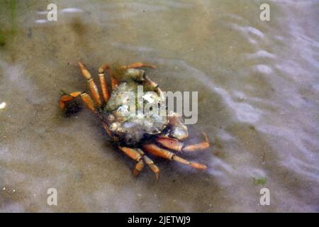 Strandkrabbe im flachen wattenmeer bei List auf der Insel Sylt - Strandkrabbe im flachen Wattenmeer bei List auf Sylt Stockfoto