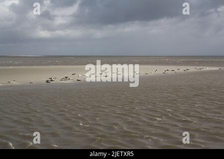 Robben auf einer Sandbank in der Nähe der Insel Langeoog Stockfoto