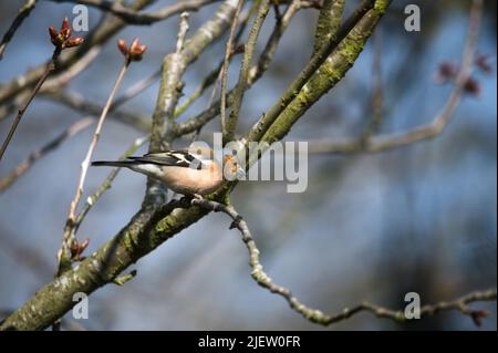 Sommermännchen-Buchfink (Fringilla coelebs), der auf Baumbrut thront und sich auf den Flug vorbereitet Stockfoto