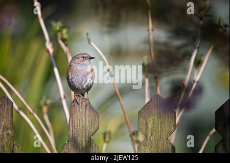 Dunnock (prunella modularis) auf einem Zaunpfosten, der in die Ferne blickt, mit Hintergrund von Teich-/Gartenpflanzen Stockfoto