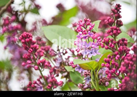 Buddleia (Buddleja davidii) lila/lila Blüten mit grünen Blättern, die gerade in Blüte stehen Stockfoto