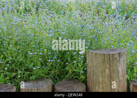 Frühling wilde Wiese in den Bergen. Viele blaue Alpenblumen auf einer grünen Lichtung im Frühling. Vergiss mich nicht Myosotis scorpioides blüht. Stockfoto