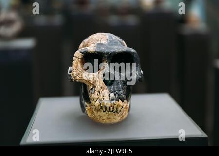 Ardipithecus Ramidus Schädel. Datiert Auf 4,4 Millionen Jahre Zurück. Ara-VP-6/500 in Aramis, Äthiopien, entdeckt. Tiflis, Georgien. Georgian National Museum. A Stockfoto