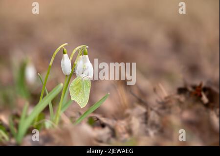 Gemeiner Schwefel (Gonepteryx rhamni) Schmetterling, der auf der Schneeglöckchen-Blume (Galanthus nivalis) ruht Stockfoto