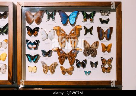 Nahaufnahme Entomologische Sammlung Von Schmetterlingen. Collage Von Lepidoptera Insekten Für Entomologen. Set Mit Verschiedenen Schmetterlingen. Stockfoto