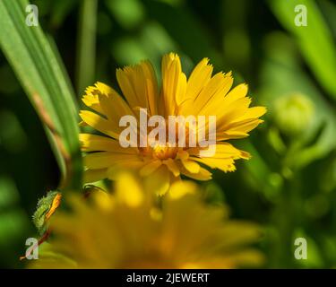 Catsear Blume wächst in der Ecke des Gartens Stockfoto