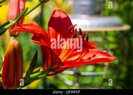 Seitenansicht einer roten Lilie, die im mittleren Garten wächst Stockfoto
