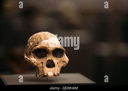 Australopithecus Africanus Schädel. Datiert Auf 2,0 Millionen Jahre Zurück. Entdeckt In Kalksteinhöhlen, Sterkfontein, Republik Südafrika. Prähistorische M Stockfoto