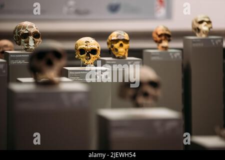 Tiflis, Georgien. Georgian National Museum. Allgemeine Ansicht Der Homo Neanderthalensis Schädel. Homo Sapiens Neanderthalensis Schädel sind eine ausgestorbene Art O Stockfoto