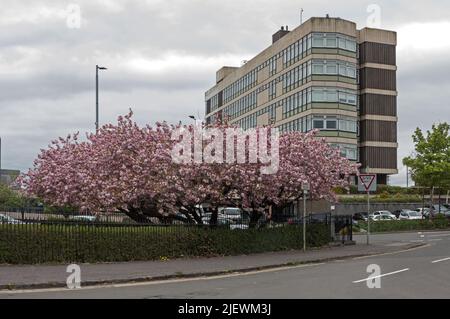 Motherwell Civic Center im Frühjahr Stockfoto