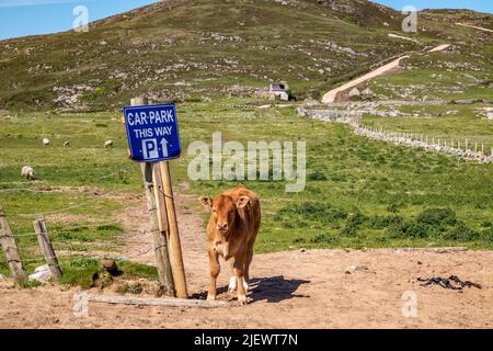 Kalb auf dem neuen Weg zum Murder Hole Beach, offiziell Boyeeghether Bay in der Grafschaft Donegal, Irland. Stockfoto