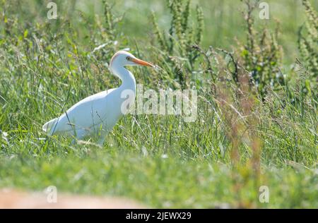 Rinderreiher (Bubulcus ibis) erwachsen, im Sommer Gefieder, durch Weide bewegend Stockfoto