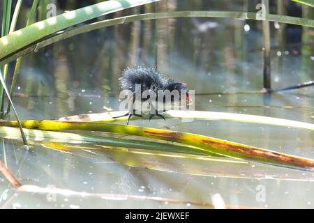 Moorhen (Gallinula chloropus), Junges Küken in einem Teich Stockfoto