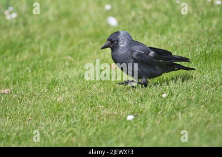 Dohlen (Corvus monedula) auf einem Rasen Stockfoto