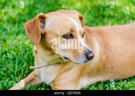 Niedlicher blonder haariger Hund, der sich auf grünem Gras entspannt. Sitzen im Sommer im Freien auf dem Hinterhof. Schöne Kokoni Griechische Rasse. Stockfoto