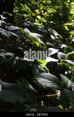 Virginia Kriechgang aus nächster Nähe in einem dunklen Wald Stockfoto