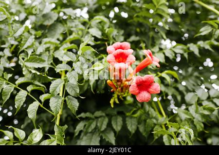 Schöne rote Blüten der Trompetenrebe oder der Trompetenschrecke Campsis radicans. Familienname Bignoniaceae, Wissenschaftlicher Name Campsis. Selektiver Fokus mit Stockfoto