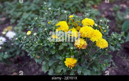 Ein Nahaufnahme Foto von einem Haufen gelber Chrysanthemen mit dunklen Zentren. Chrysantheme Muster in Blumen Park. Cluster aus gelber Chrysantheme Stockfoto