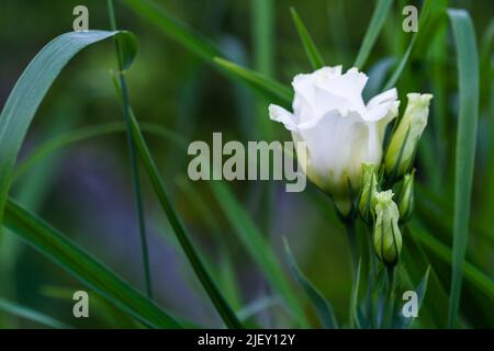 Weiße Blume von Eustoma wächst im Sommergarten, allgemein bekannt als Lisianthus oder Präriegenzian, es ist eine kleine Gattung von Pflanzen in der Enzianfamilie Stockfoto