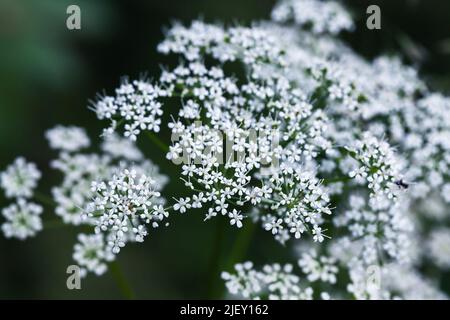 Weiße Blüten von Apiaceae oder Umbelliferae, Familie von meist aromatischen Blütenpflanzen, die nach der Typus-Gattung Apium benannt und allgemein als keller bekannt sind Stockfoto
