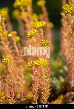 Gelbe Orpin Sukulente Pflanze in Blume aufgenommen mit einer Vintage-Linse in goldenem Sonnenlicht vertikales Bild mit selektivem Fokus verschwommener Hintergrund zur Unterstützung von Kopien Stockfoto