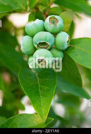 Junge organische blaue Beeren noch in den Sommermonaten reifen hängen von einem Busch mit Grün vertikale Bild mit verschwommenem Hintergrund , kopieren Raum Stockfoto