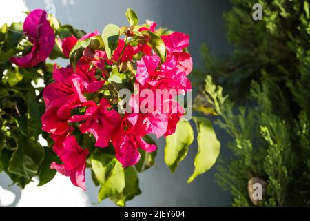 Bougainvillea blüht. Magentafarbene Bougainvillea-Blüten. Bougainvillea Blumen, floraler Hintergrund Stockfoto