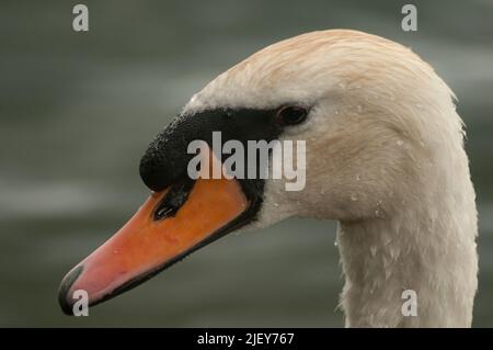 Nahaufnahme des stumm geschwaten Kopfes Stockfoto