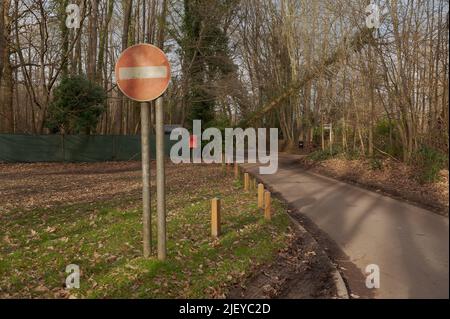 Schäden und Störungen durch Sturm Eunice, wo der prekär ausbalancierte Aschebaum unmittelbar nach dem Sturm auf der Stromleitung in einer schmalen Landstraße aufgehängt wurde Stockfoto