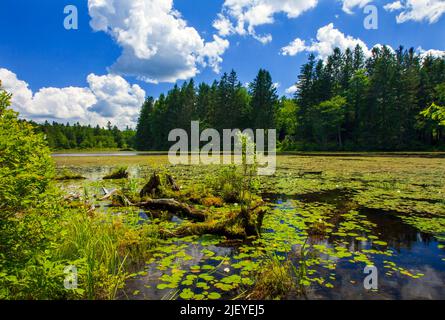 Der 422 Hektar große Promised Land Lake ist einer von zwei Seen im Promised Land State Park in den Pocono Mountains in Pennsylvania Stockfoto