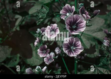 Malva sylvestris, eine gemeine Malvenblume, die im sichtbaren und ultravioletten Licht gesehen wird und die Sehhilfen für Insekten zur Bestäubung zeigt Stockfoto