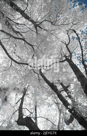 Ältere alte Buche Fagus sylvatica unter Infrarotlicht mit Blättern, die Wärme reflektieren Stockfoto