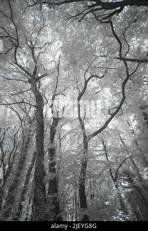 Ältere alte Buche Fagus sylvatica unter Infrarotlicht mit Blättern, die Wärme reflektieren Stockfoto