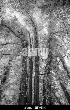 Ältere alte Buche Fagus sylvatica unter Infrarotlicht mit Blättern, die Wärme reflektieren Stockfoto