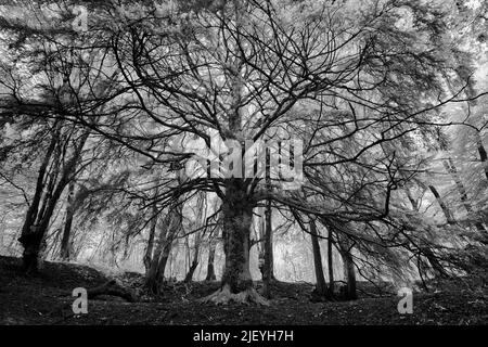 Taxus baccata, ein hoch aufragender, gesunder Eibenbaum, inmitten eines reifen Laub-Kastanienwaldes und Platanenwaldes, der unter Infra Red gesehen wird Stockfoto