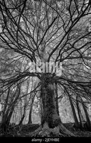 Taxus baccata, ein hoch aufragender, gesunder Eibenbaum, inmitten eines reifen Laub-Kastanienwaldes und Platanenwaldes, der unter Infra Red gesehen wird Stockfoto