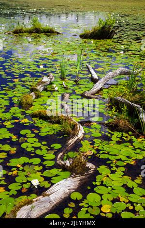 Die Küstenzone auf einem 422 Hektar großen Promised Land Lake auf dem Pocono Mountai in Pennsylvania Stockfoto