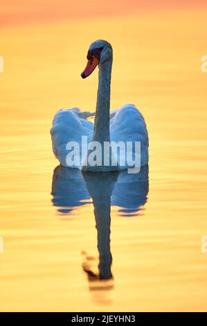 Erwachsener Schwan auf einem golden orangefarbenen Teich bei Sonnenuntergang, der sich in der Wasseroberfläche widerspiegelt. Stockfoto