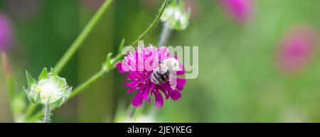 Nature Calendar - Nahaufnahme einer Gemeinen Carder Biene ( Bombus pascuorum ) auf einem purpurroten mazedonischen Schädelblumenkopf Stockfoto