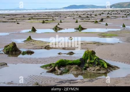 Der prähistorische untergetauchte Wald bei Ebbe am Strand von Morfa Borth, Ceredigion, Wales Stockfoto