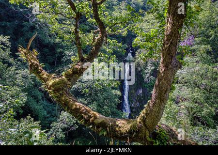 Mynach Falls, Devil's Bridge, Rheidol Valley, Ceredigion, Wales Stockfoto