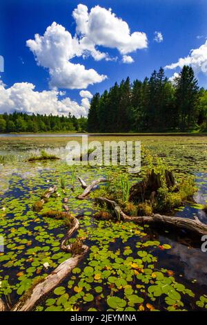 Der 422 Hektar große Promised Land Lake ist einer von zwei Seen im Promised Land State Park in den Pocono Mountains in Pennsylvania Stockfoto