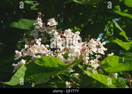 Catalpa Baum in Blüte in einem Garten, Ungarn Stockfoto