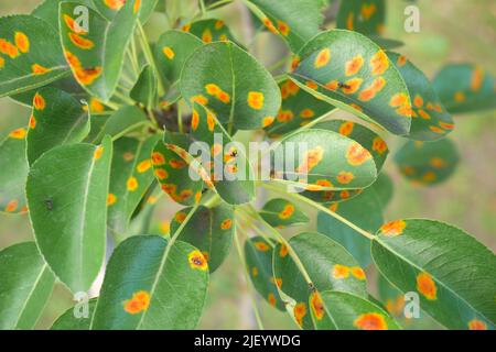 Europäischer Birnenrost, gymnosporangium sabinae, auf einem Birnenbaum, im Garten, Ungarn Stockfoto