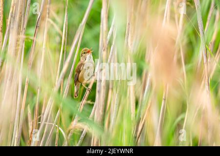 Der eurasische Rohrsänger, der braune, unsektivore Vogel, der mit seinem offenen Schnabelgesang auf einem trockenen Stroh starr. Grüner und beiger Hintergrund. Stockfoto