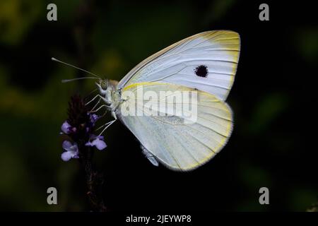 Der Weißbauch (Pieris napi) ist ein Schmetterling der Familie Pieridae. Aufnahme entlang des trocknenden Rio Jute, La Herradura, Almuneca, an Stockfoto