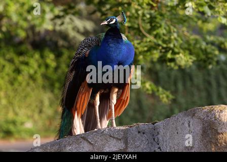 Pfau auf einem Stein im Morgenlicht Stockfoto