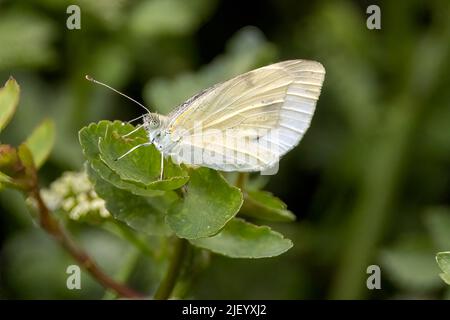 Der Weißbauch (Pieris napi) ist ein Schmetterling der Familie Pieridae. Aufnahme entlang des trocknenden Rio Jute, La Herradura, Almuneca, an Stockfoto