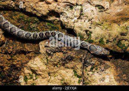 Horse Whip Snake sah, wie sie eine Wand entlang des trocknenden Flussbetts des Rio Jate, La Herradura, Almuneca, Andalusien, Spanien umarmte. 20.. Juni 2022 Stockfoto